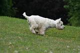 WESTIE 463